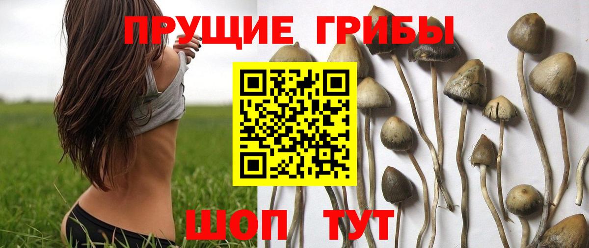Псилоцибиновые грибы Psilocybe Большой Камень